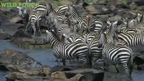 Nile crocodile killed deer eating very fast_Cut.mp4