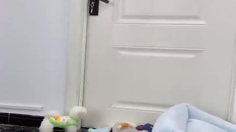 Funny And Cute Puppy 🐶 | Cute Puppy Videos