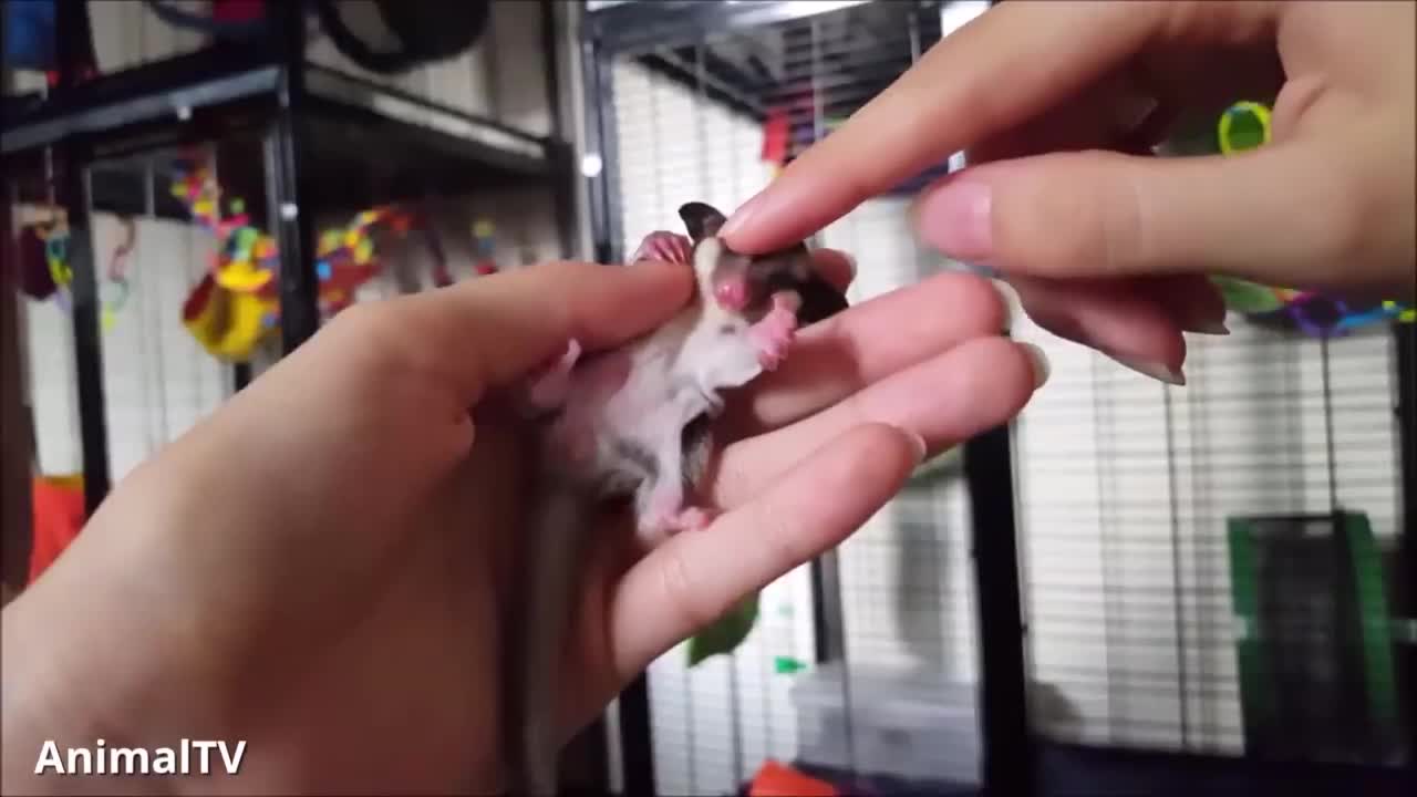 VERY CUTE Sugar Gliders Flying - Funny Compilation