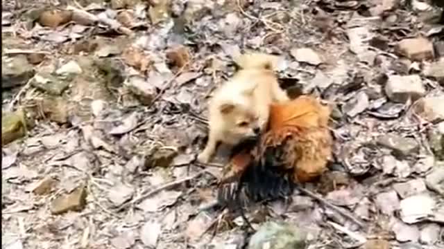 compilation of funny animal videos