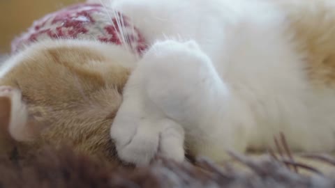 Cute cat sleeping