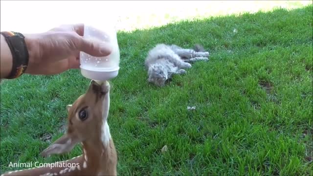 Baby deer being bottle fed