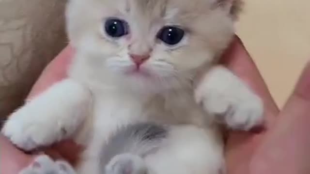 Aww cute adorable cat reaction🐈😻cute lovely kitten😍