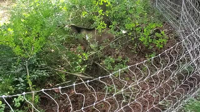 Goats getting fresh brush