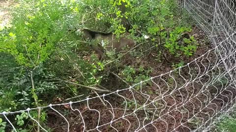 Goats getting fresh brush