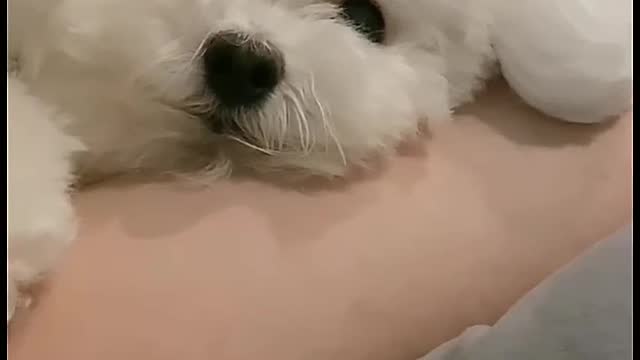 This tiny puppy is my dog, Clifford.