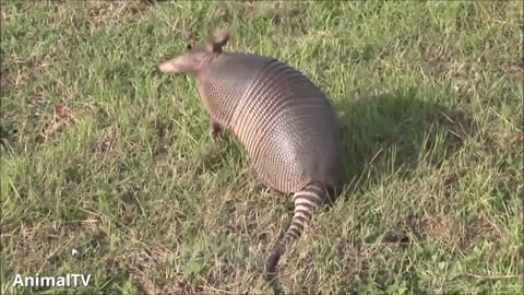 Cute-ARMADILLO-compilation-NEW-2023