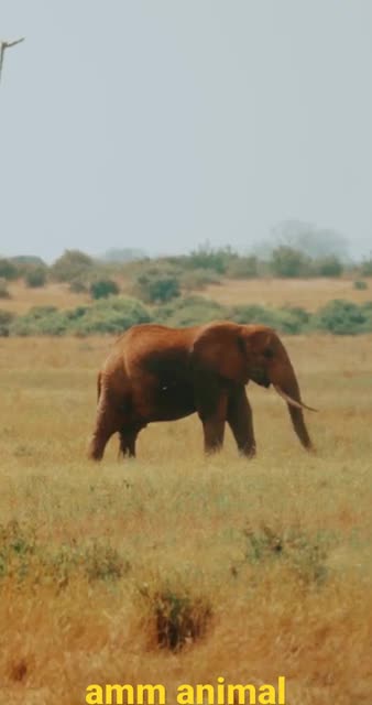 big animal green eating amezing video eliphant eting for voice#shortvideo#yutubevideo#yshort