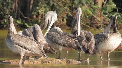 Tropical Bird In Cambodia beautiful