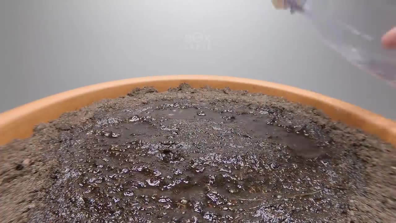 Seed To CUCUMBER Time Lapse