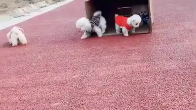 Cute_and_funny Pomeranian