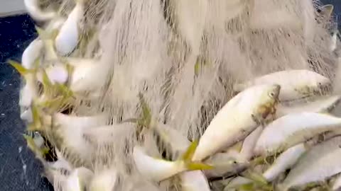 so much fish....