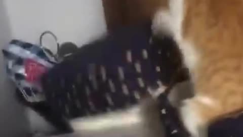 Funny Animal Videos 2022 😂 - Best Dogs And Cats Videos😂😂😂😂😂😂