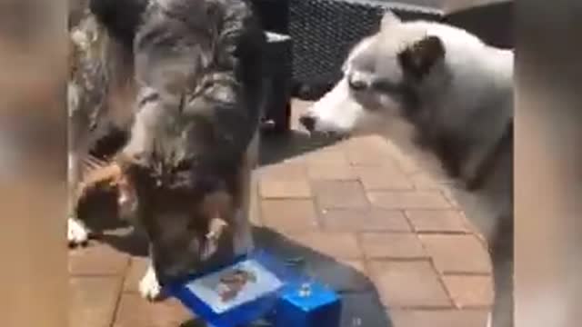 Smart dogs at a watering hole.