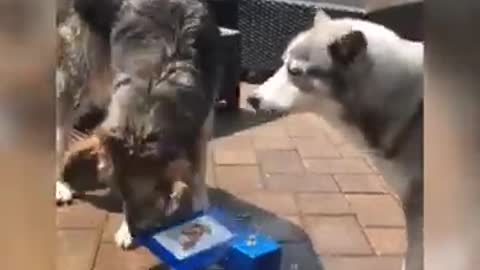 Smart dogs at a watering hole.