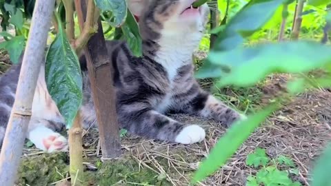 Cute And Funny Cats 😍😍😅😅 #cats #shorts #reels #viral #pets #catsshare
