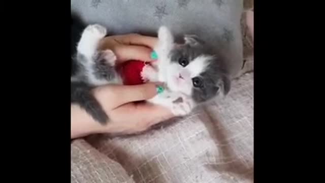 Cute cat very cute cat expression