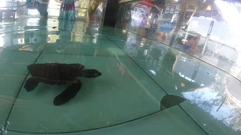 Baby Turtles Are The Cutest Things Ever