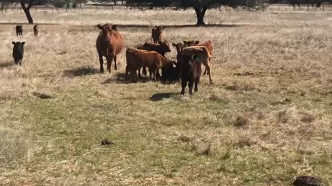 First Calve Red Angus pair.