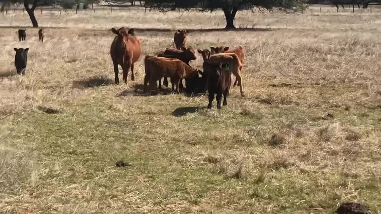 First Calve Red Angus pair.