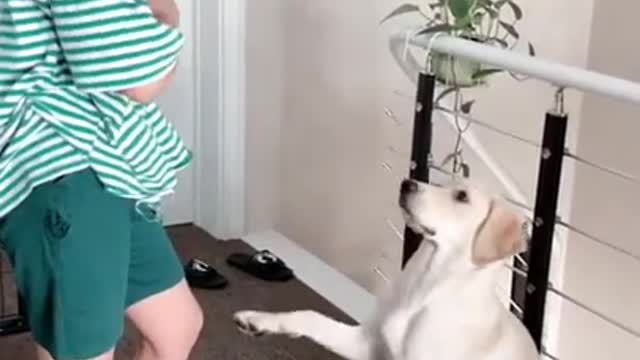 Cute Puppies Doing Funny Things, Cutest Puppies in the Worlds 2021 ♥ Cutest Dogs # 251