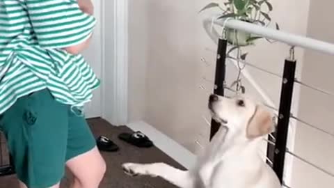 Cute Puppies Doing Funny Things, Cutest Puppies in the Worlds 2021 ♥ Cutest Dogs # 251