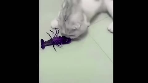 Awesome So Cute Cat Cat funny video