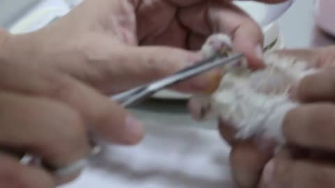 A very weak Syrian hamster has overgrown front teeth