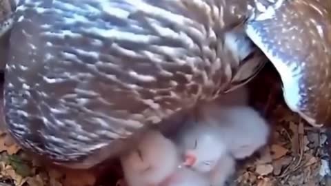Cute animals part 3
