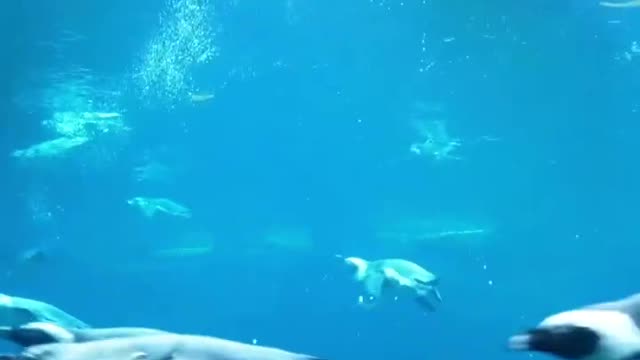 We swimming with penguins, so we're celebrating