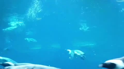 We swimming with penguins, so we're celebrating