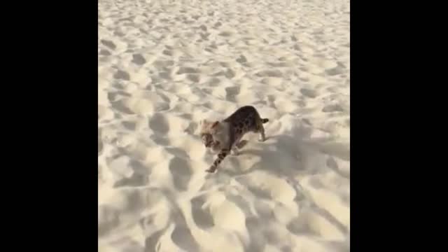 cat running on the beach
