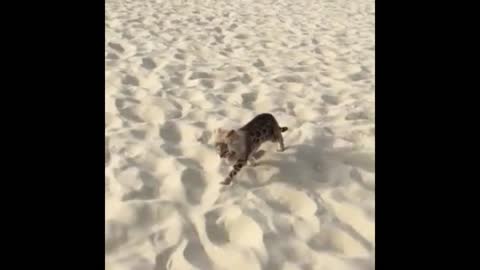 cat running on the beach