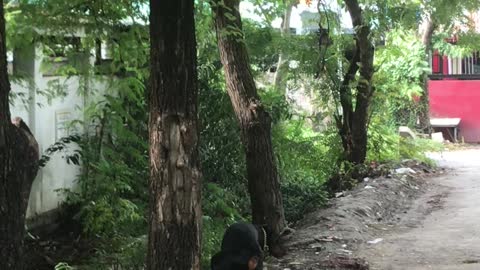 Oscar and Peace Mark their territory