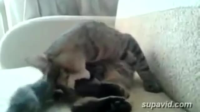 The cat beats himself