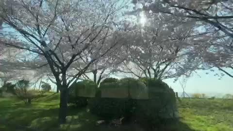 cherry blossoms in south korea