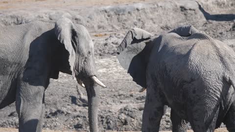 Two African elephants head to head