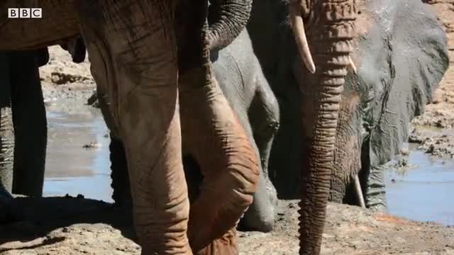 Baby Elephant's Adorable First Bath