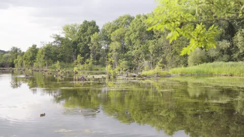 A lake with a raft of ducks surrounded by greenery