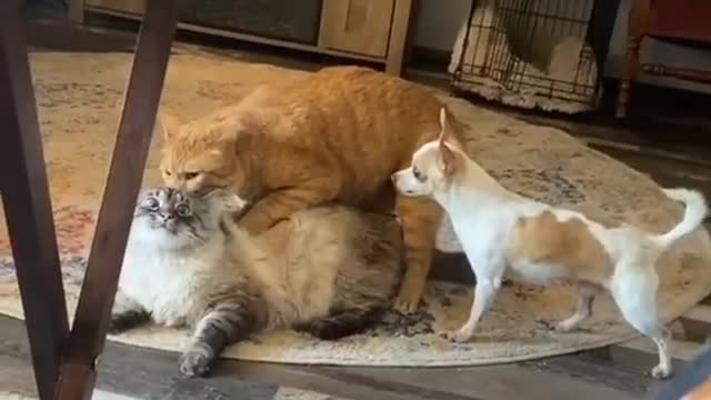 Cats and dog friendly fight