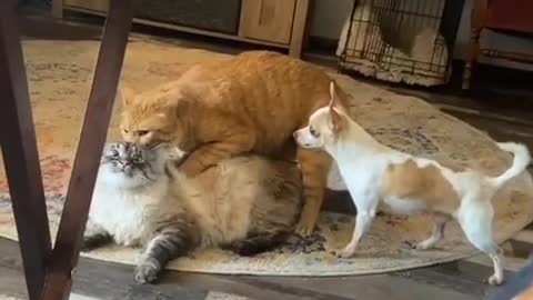 Cats and dog friendly fight