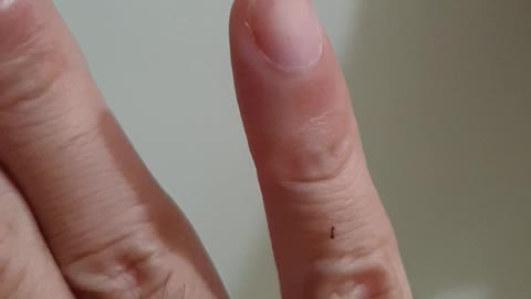 The return of a lonely ant - Happy Ending (Seri 2)