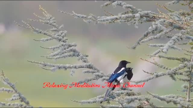 Epic Music - Inspiring - Relax, Meditate, Study, Motivate with Majestic Birds