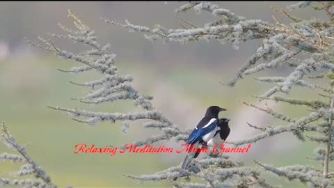 Epic Music - Inspiring - Relax, Meditate, Study, Motivate with Majestic Birds