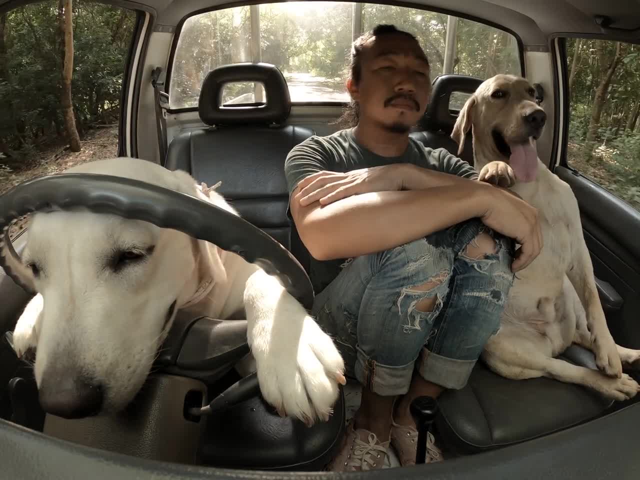 Funny dog driver😂