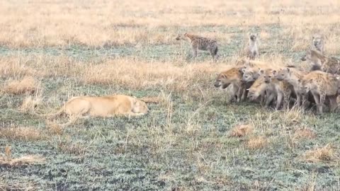 Best animal attacks Animal Video