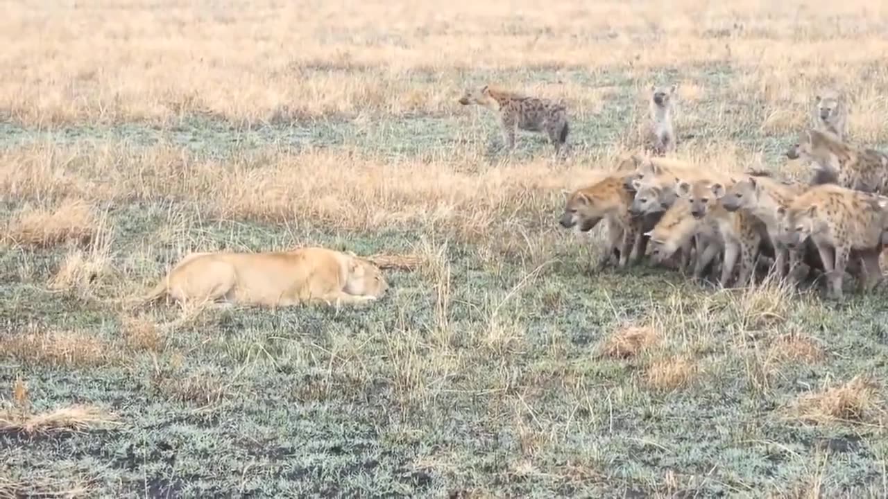 Best animal attacks Animal Video
