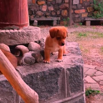 So cute animals #Animals #dog #cat #duck #monkey #adoremonkey #Monkey Animals31