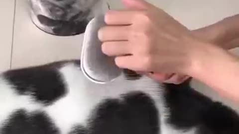 George Cat Brush from Aumuca! Cute Cats