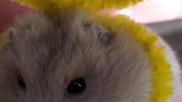 Joke. Funny hamster Chip